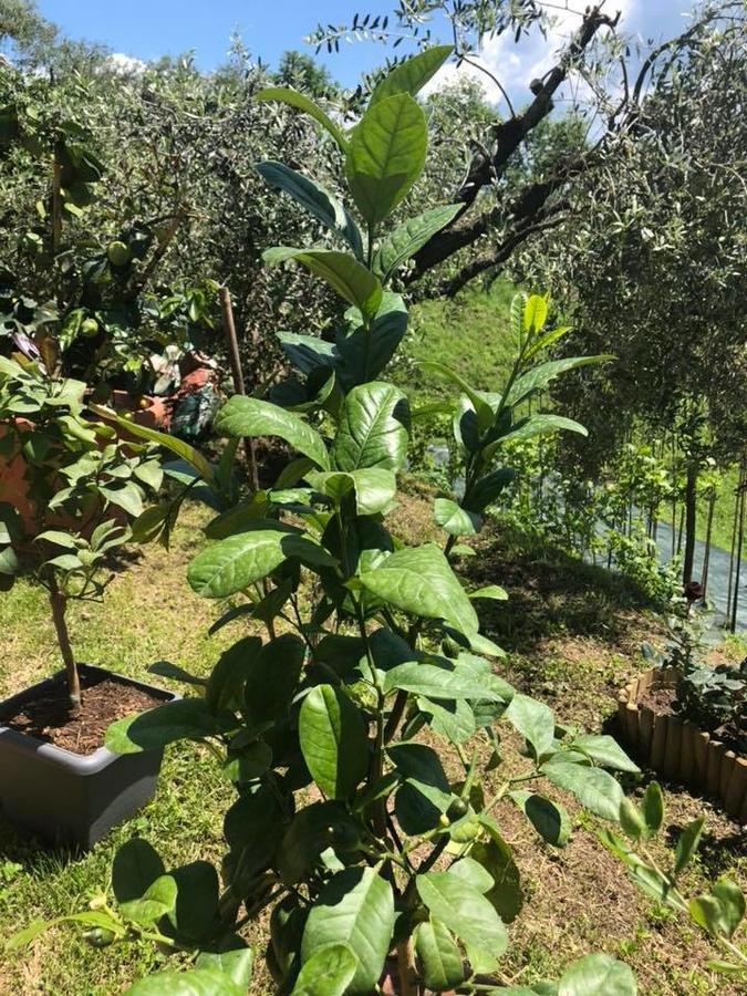 B&B Puccini Pescaglia Kültér fotó
